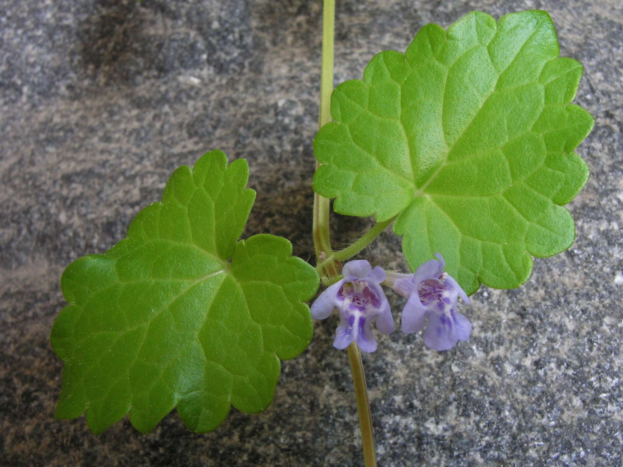 Image of Ground ivy