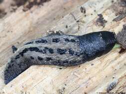 Image of ash-black slug