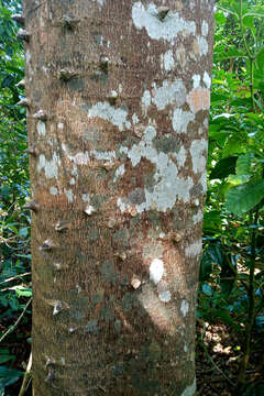 Image of prickly yellow