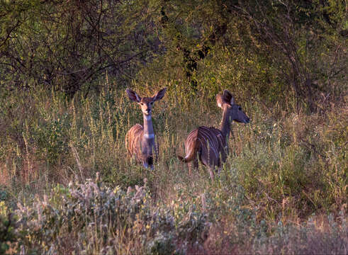 Image of Lesser Kudu