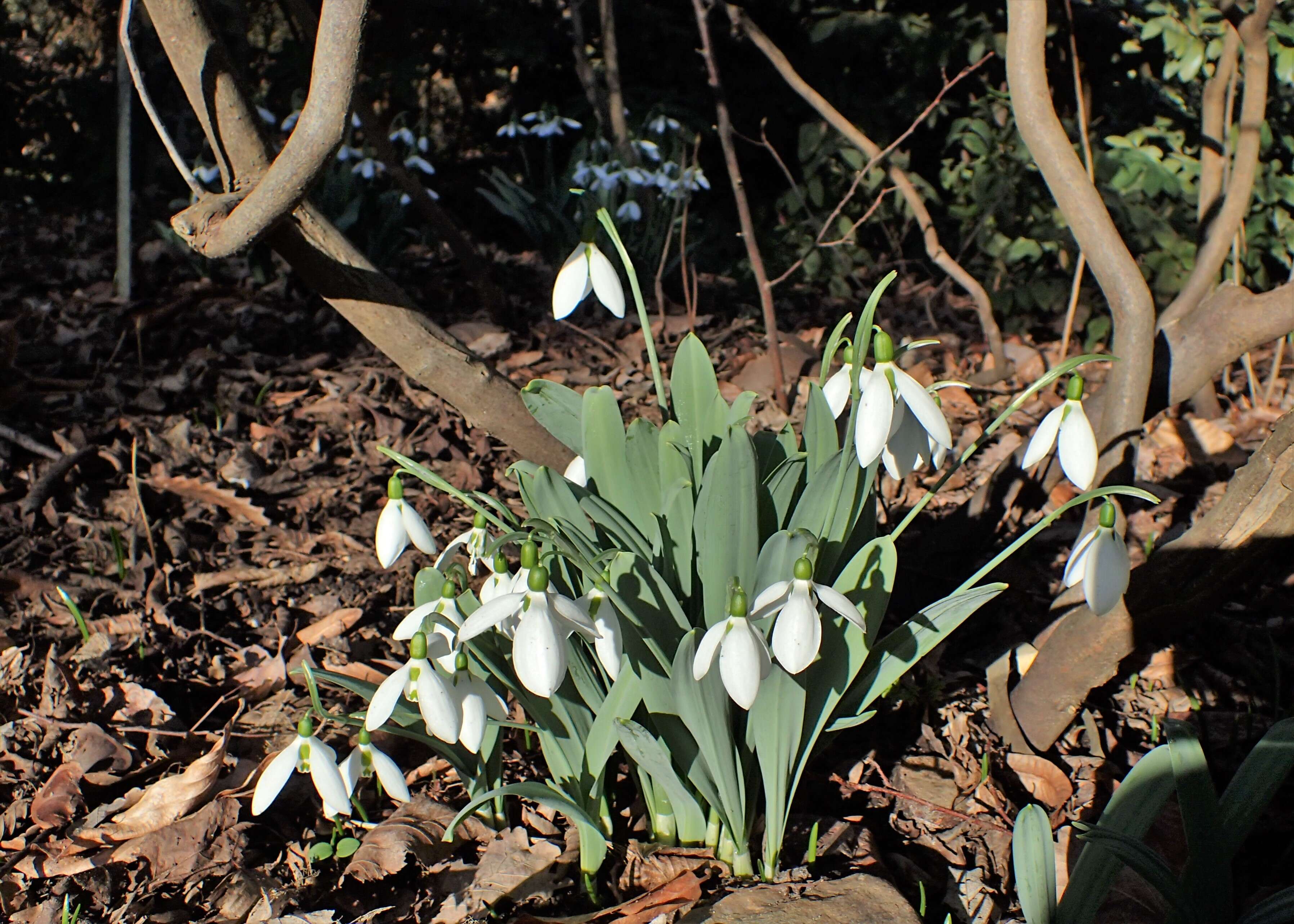 Image of giant snowdrop