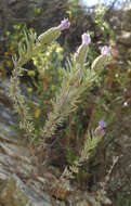 Image of French lavender