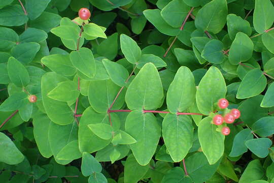 صورة Hypericum androsaemum L.