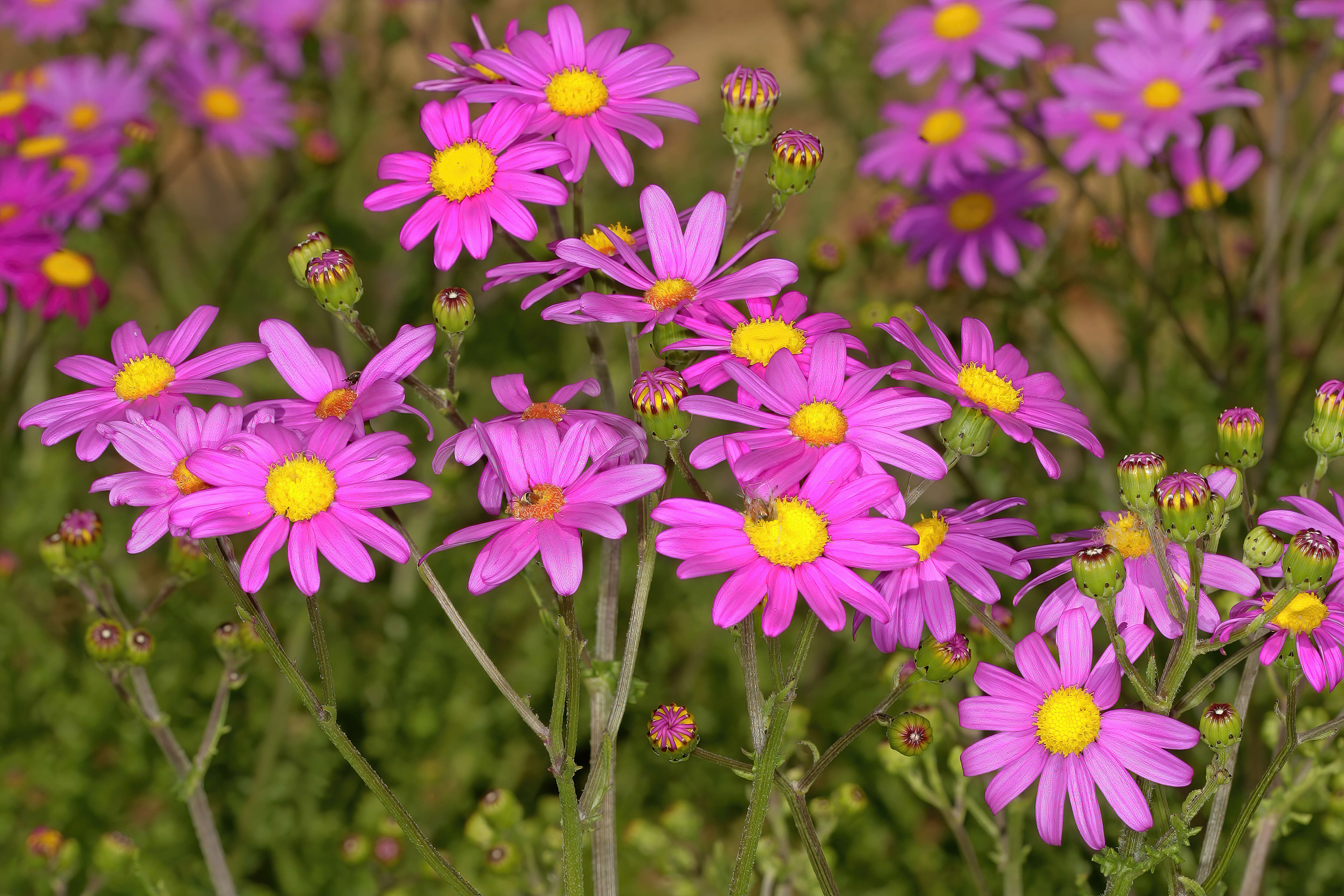 Image of redpurple ragwort