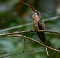 Image of Great-billed Hermit