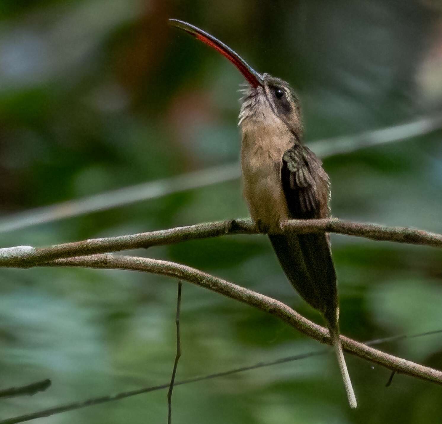 Image of Great-billed Hermit