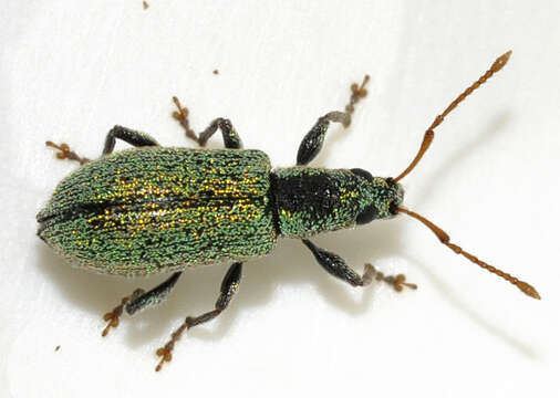 صورة Phyllobius (Dieletus) argentatus Linnaeus 1758