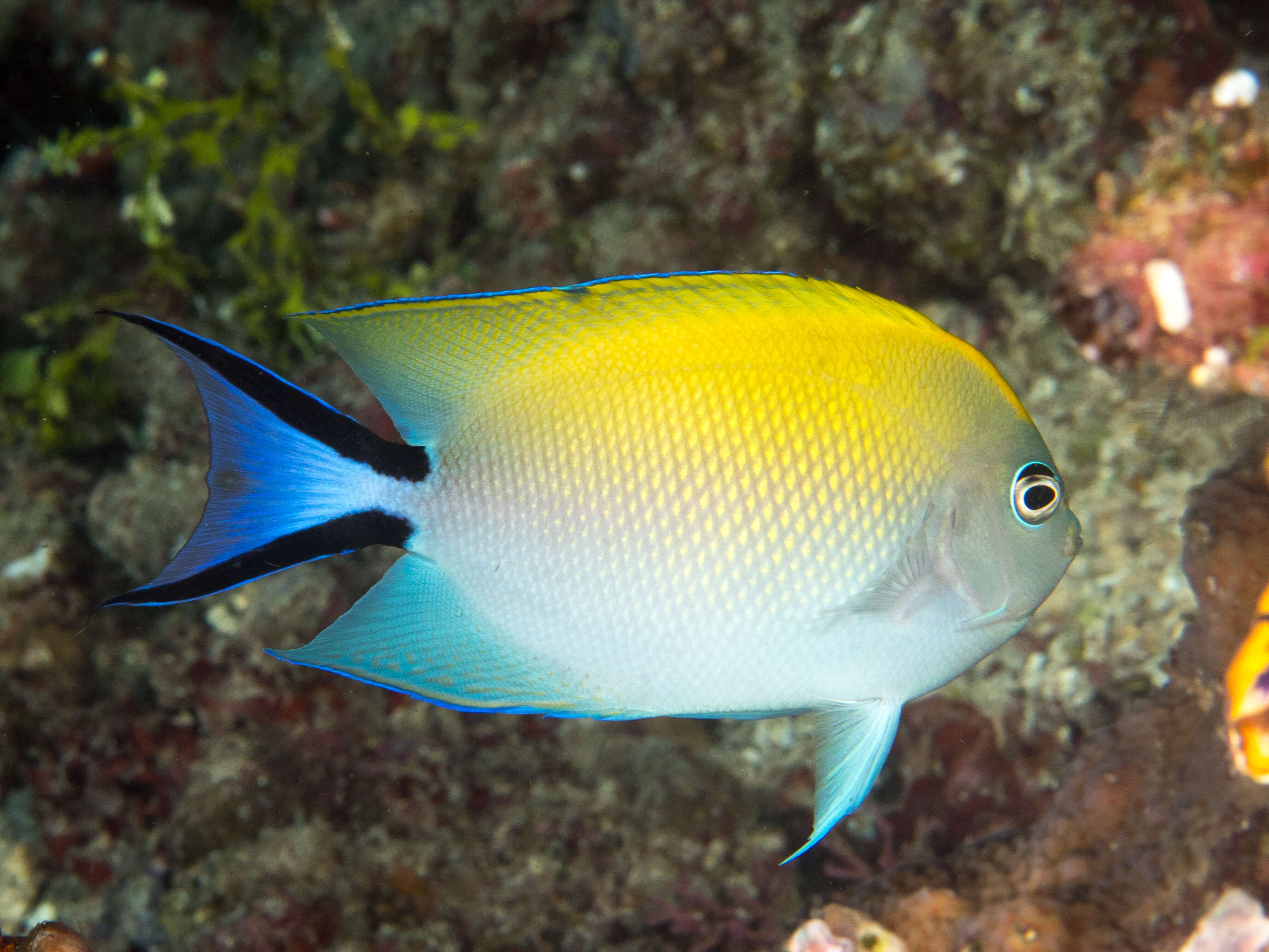 Image of Black-spot Angelfish