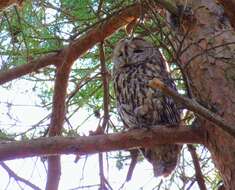 Image of Tawny Owl