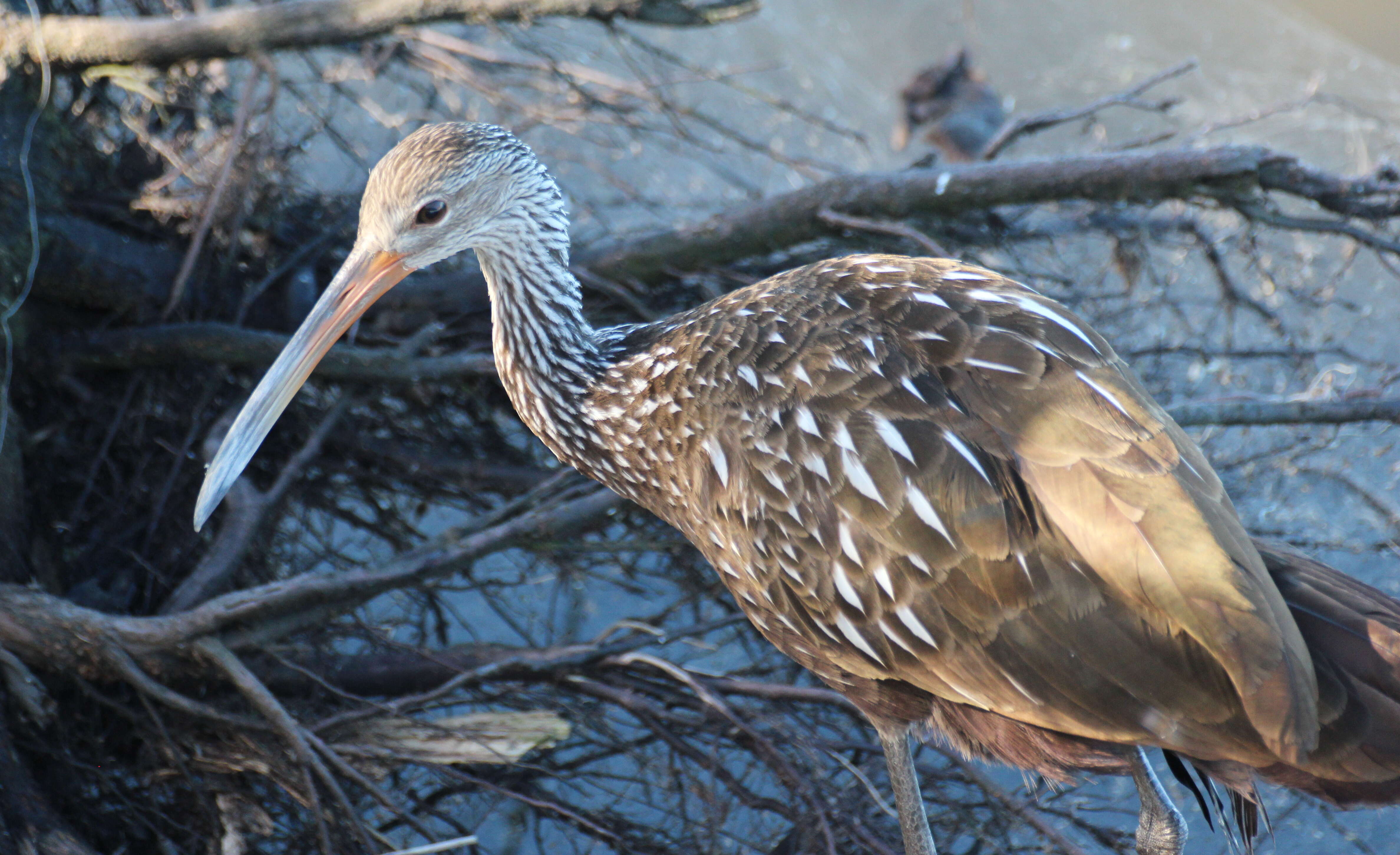 Image of limpkins