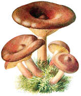 Image of Rufous Milkcap