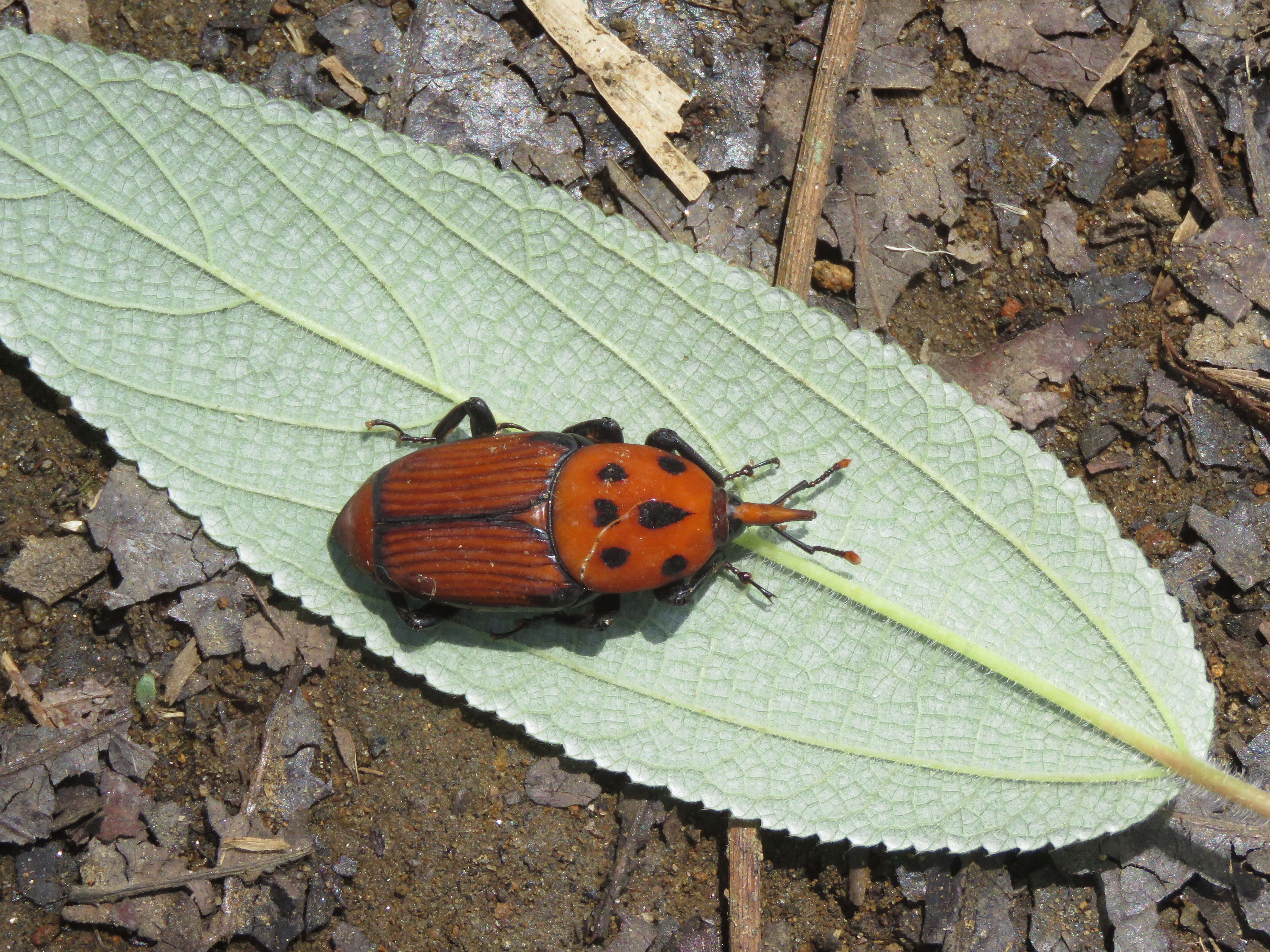 Image of Red palm weevil