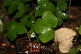 Plancia ëd Hepatica nobilis var. obtusa (Pursh) Steyermark