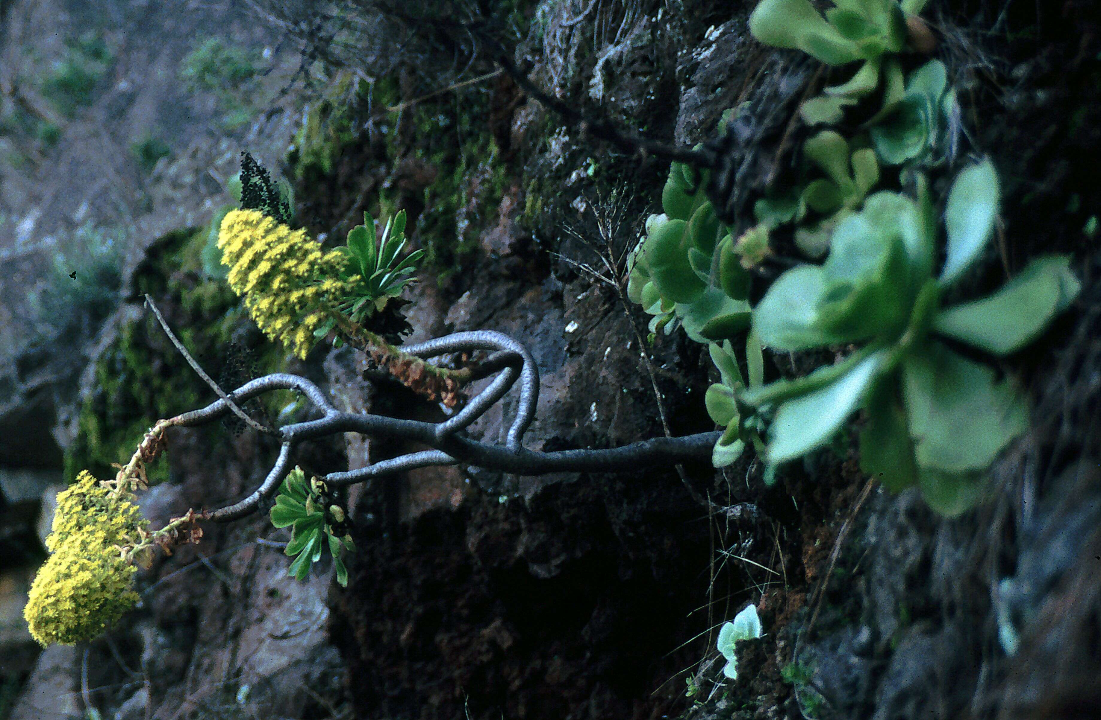 Image of Aeonium arboreum subsp. holochrysum (H. Y. Liu) Bañares