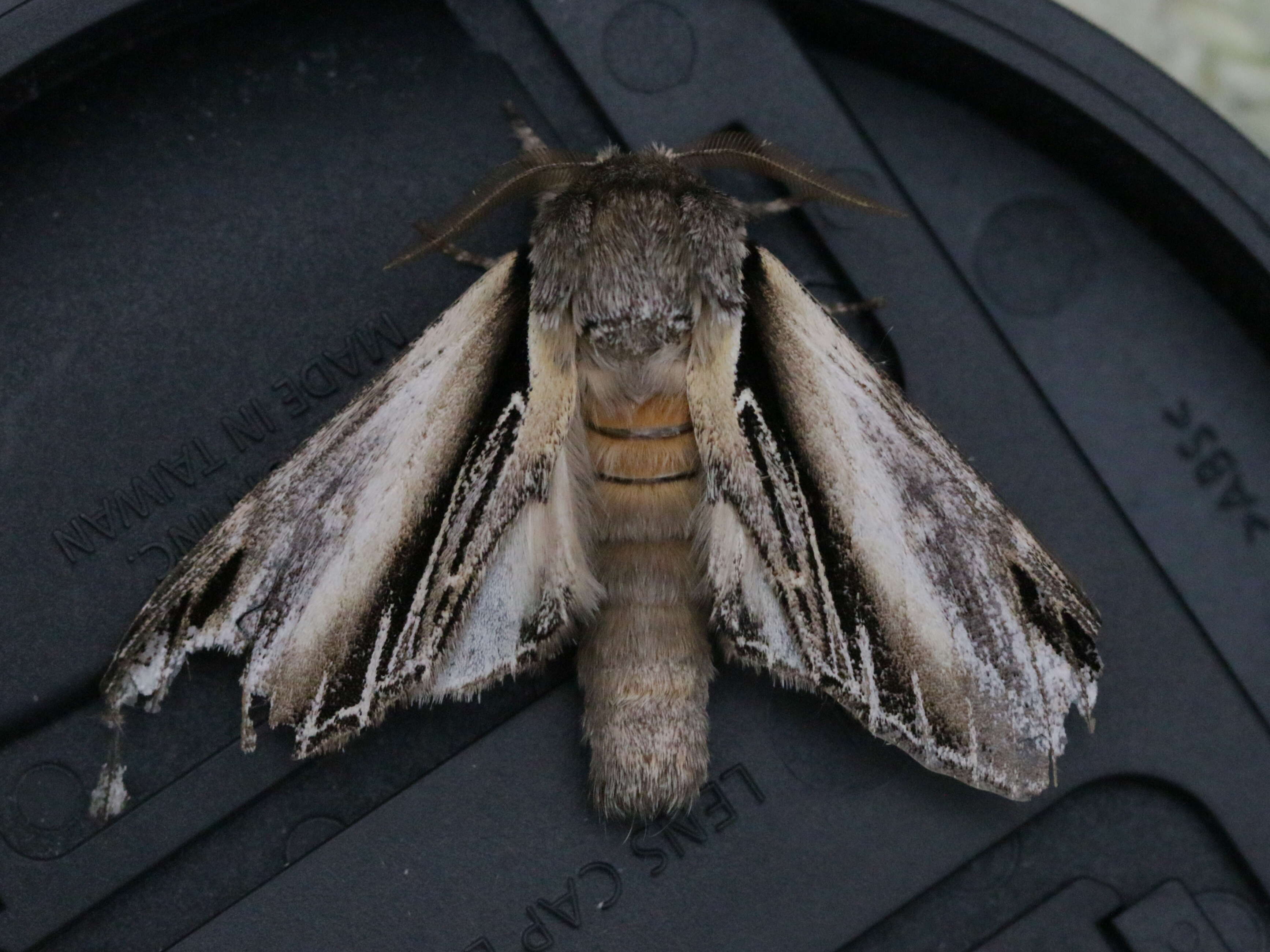 Image of Greater Swallow Prominent