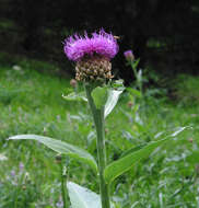 Image of Giant Scabiosa