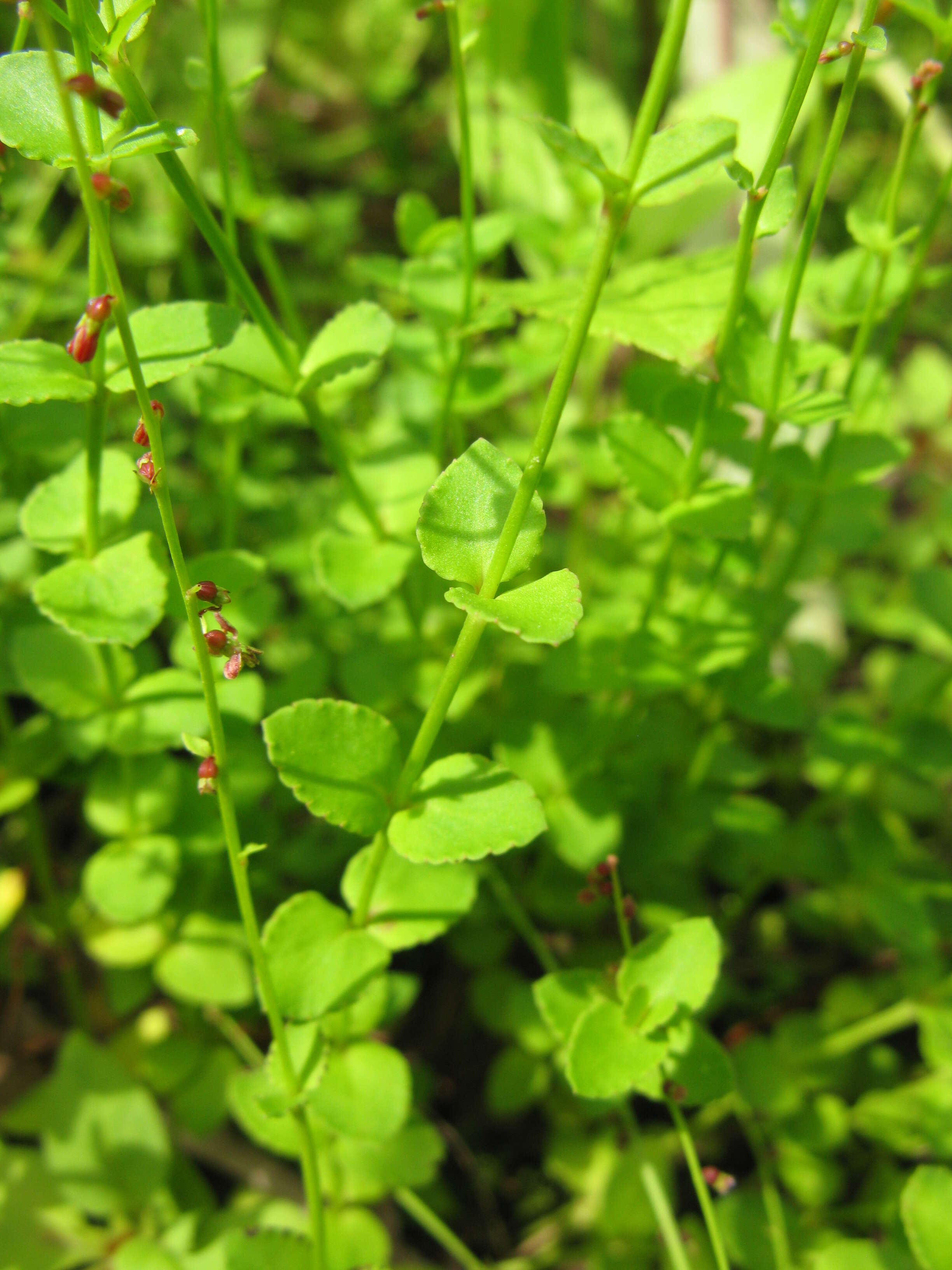 Image of Gonocarpus micranthus Thunb.