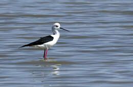 Image of Black-winged Stilt