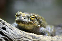 Image of Colorado River Toad Sonoran Desert Toad