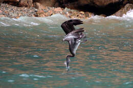 Image of Pelecanus occidentalis occidentalis Linnaeus 1766