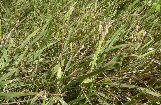 Image of Zoysia macrantha Desv.