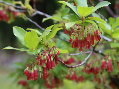 Image of Vaccinium cylindraceum Sm.