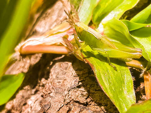 Image of Common green grasshopper