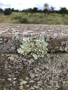 Image of Common greenshield lichen