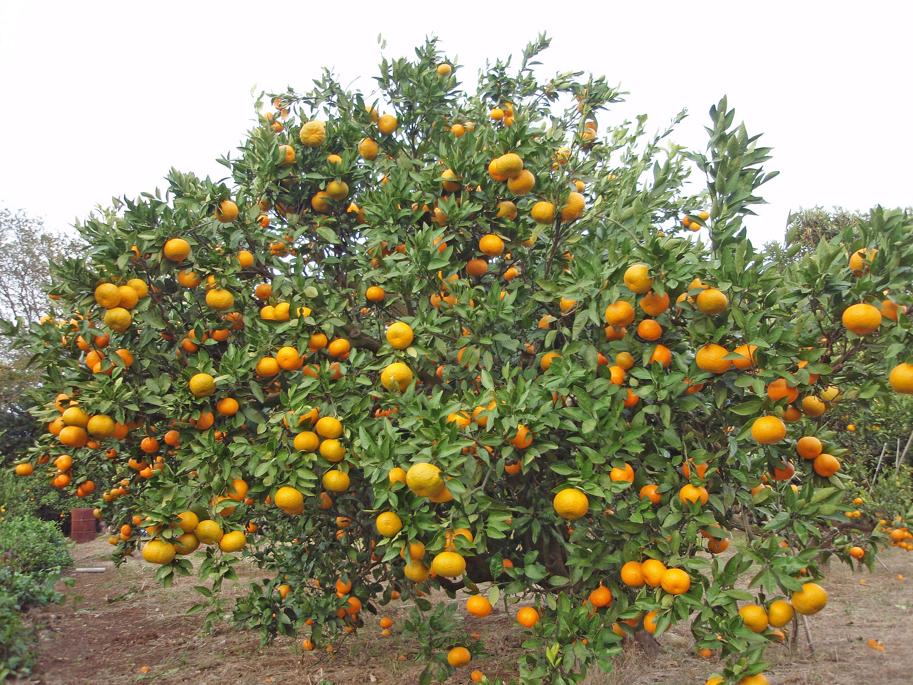 Image of Citrus unshiu