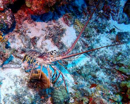 Image of Caribbean Spiny Lobster