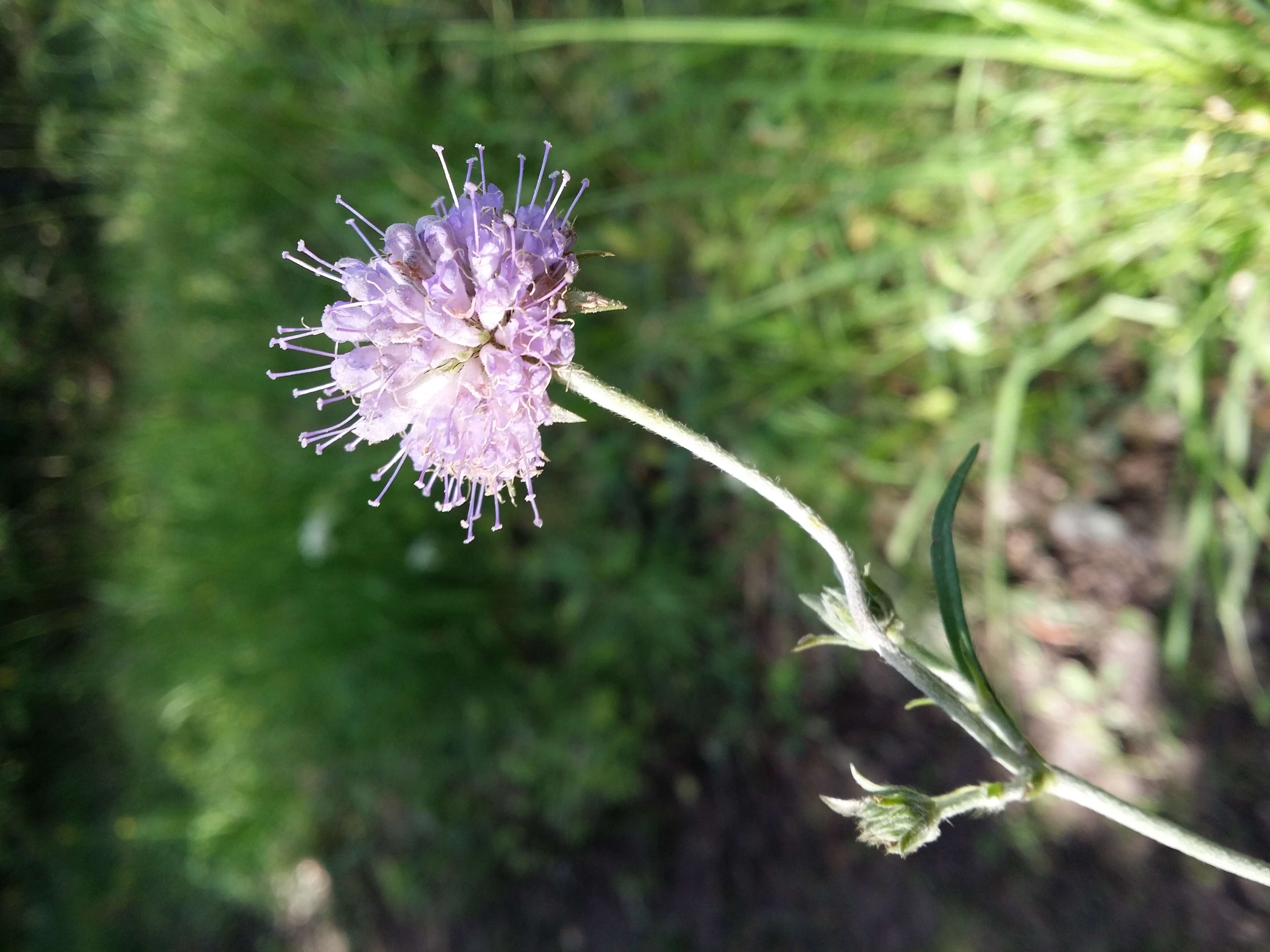 Image of Devil’s Bit Scabious