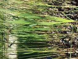 Image of lakeshore bulrush