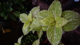 Image of common coleus