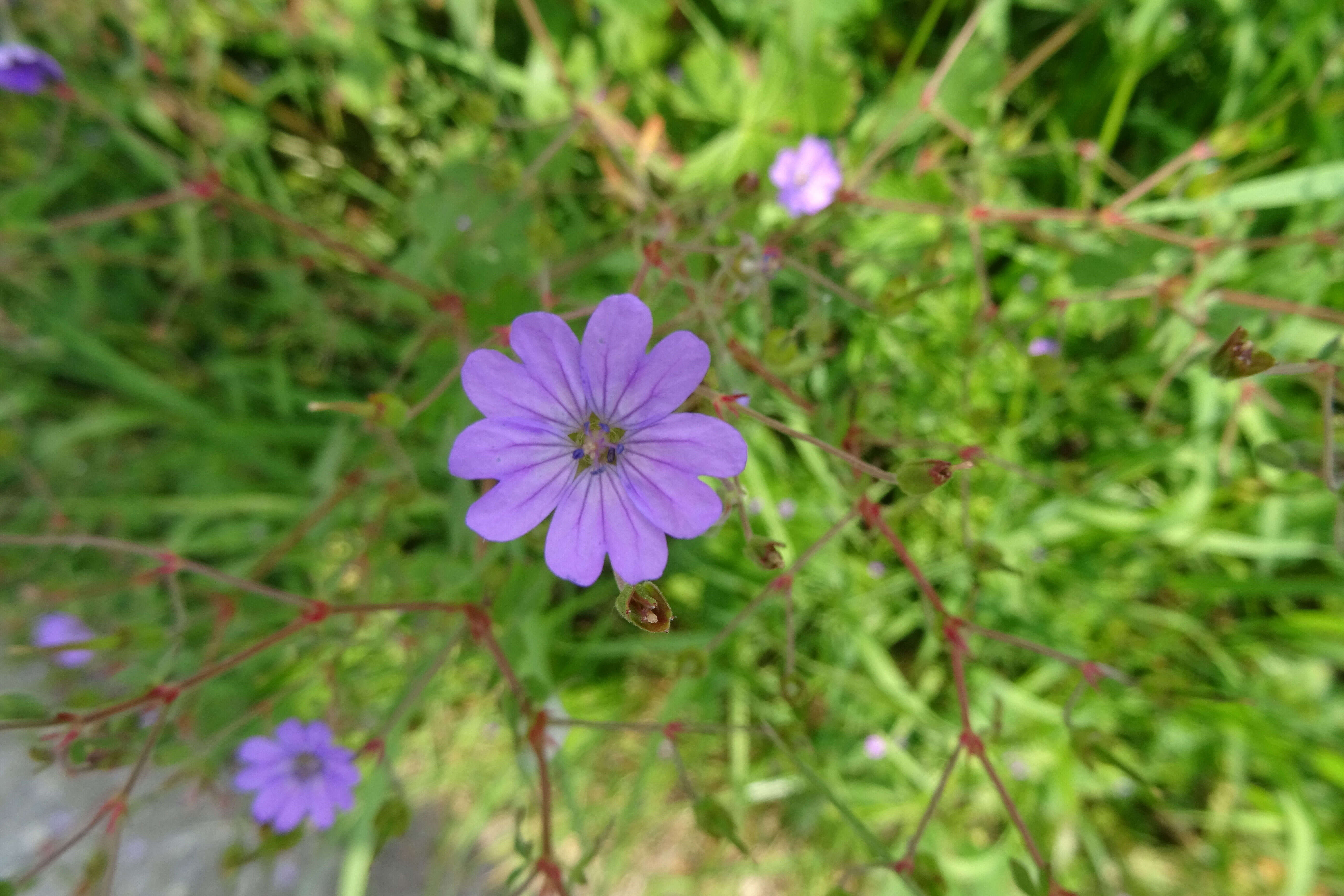 Image of hedgerow geranium