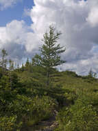 Image of American Larch