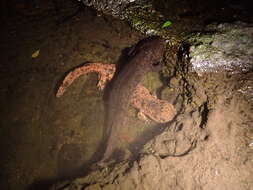 Image de Salamandre géante du Japon