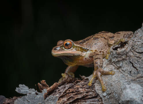 Image of Northern Pacific Treefrog