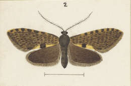 Image of Mallobathra crataea Meyrick 1888