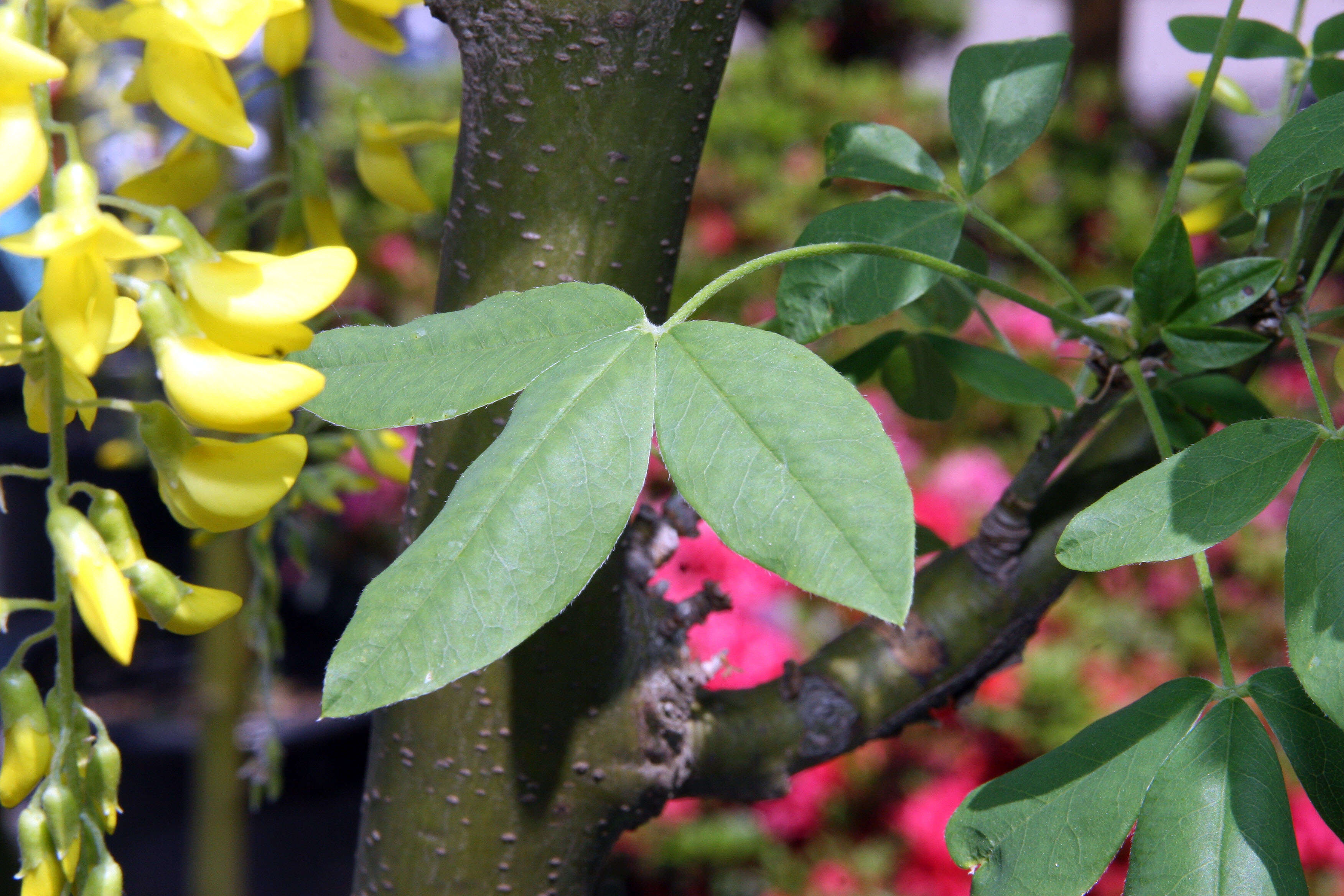 Image of Goldenchain Tree