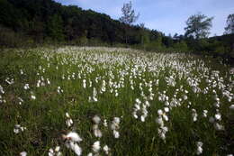 Image of broad-leaved cottongrass