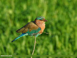 Image of Indian Roller