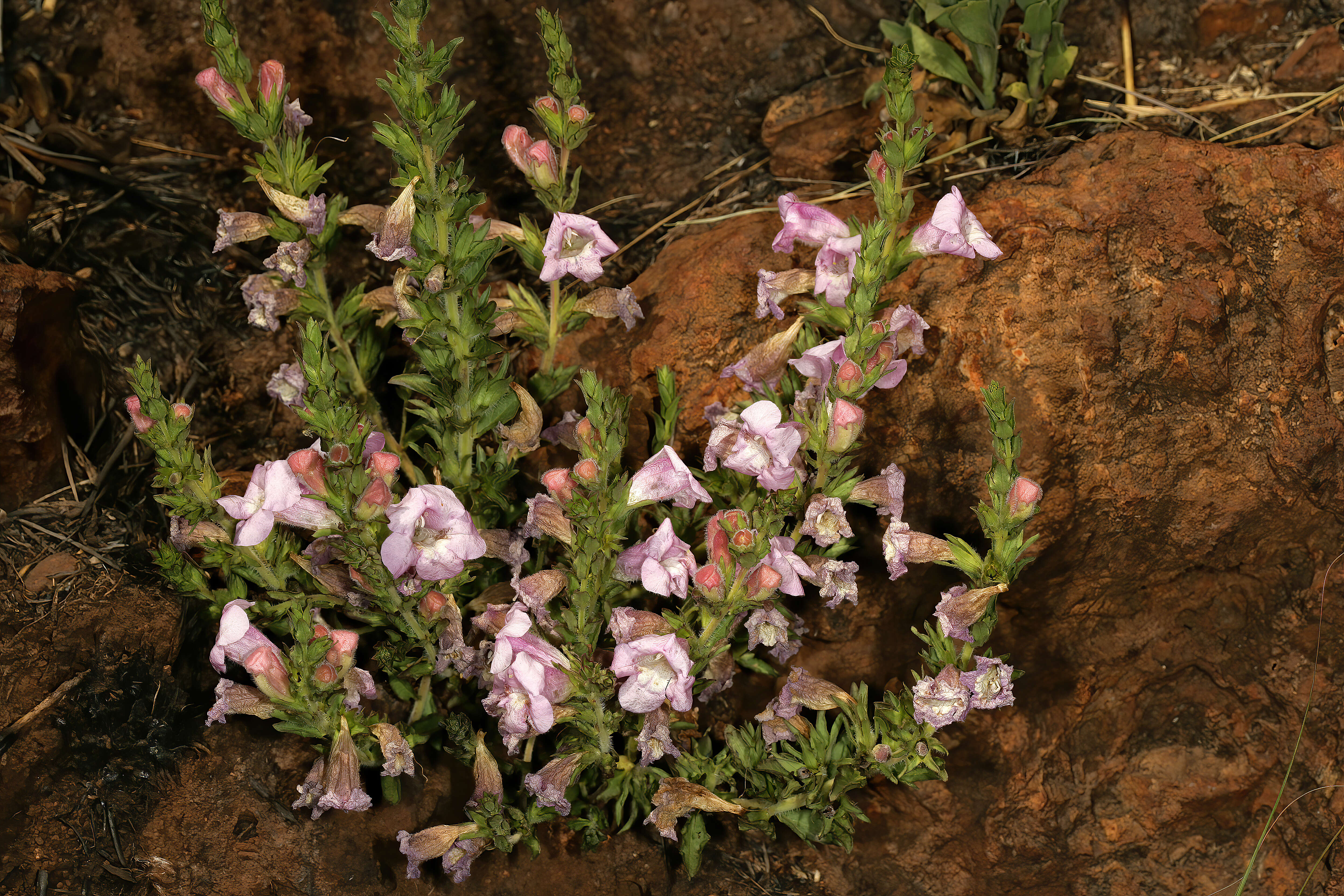 Image of Ground bells