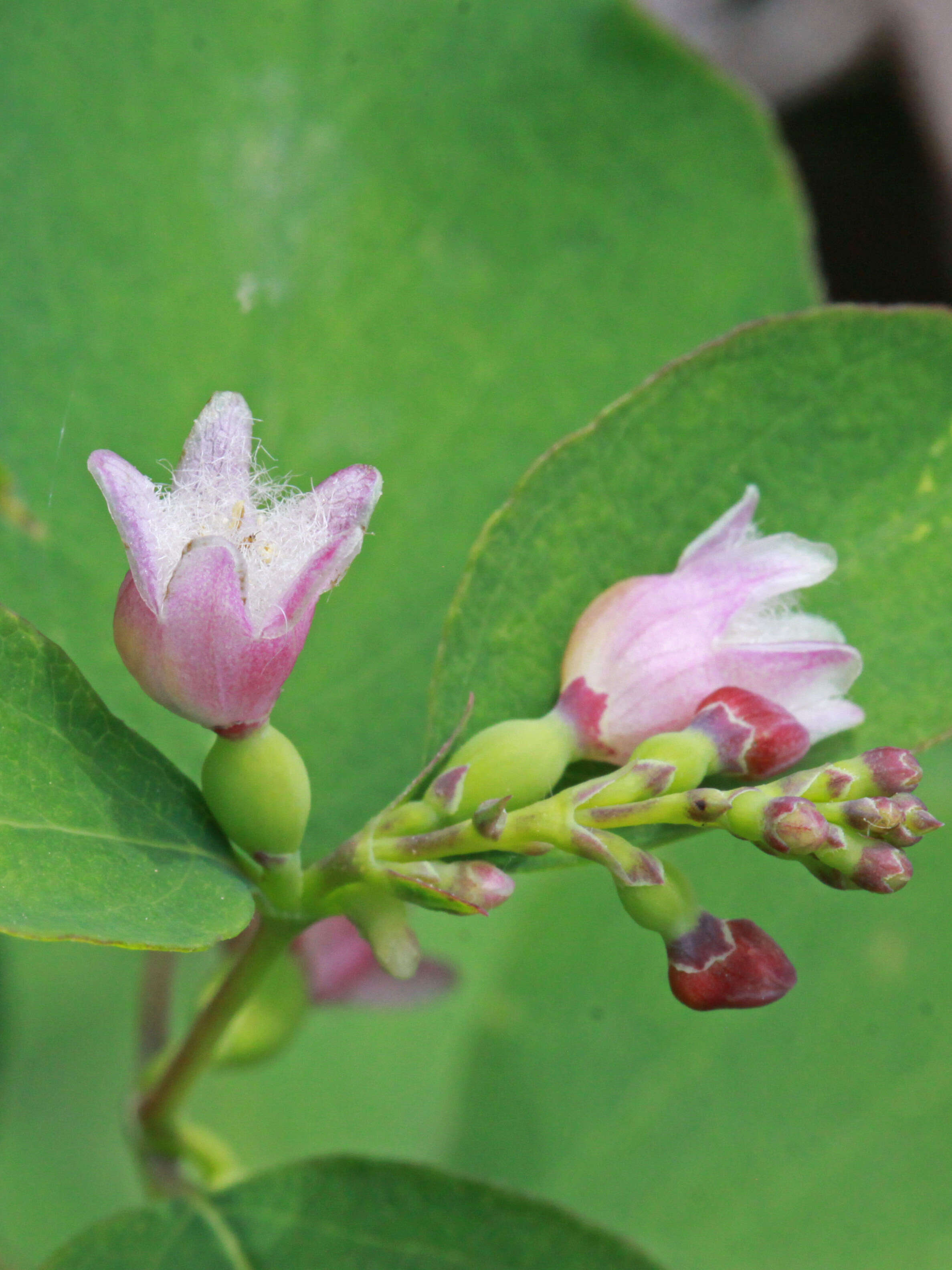 Image of western snowberry