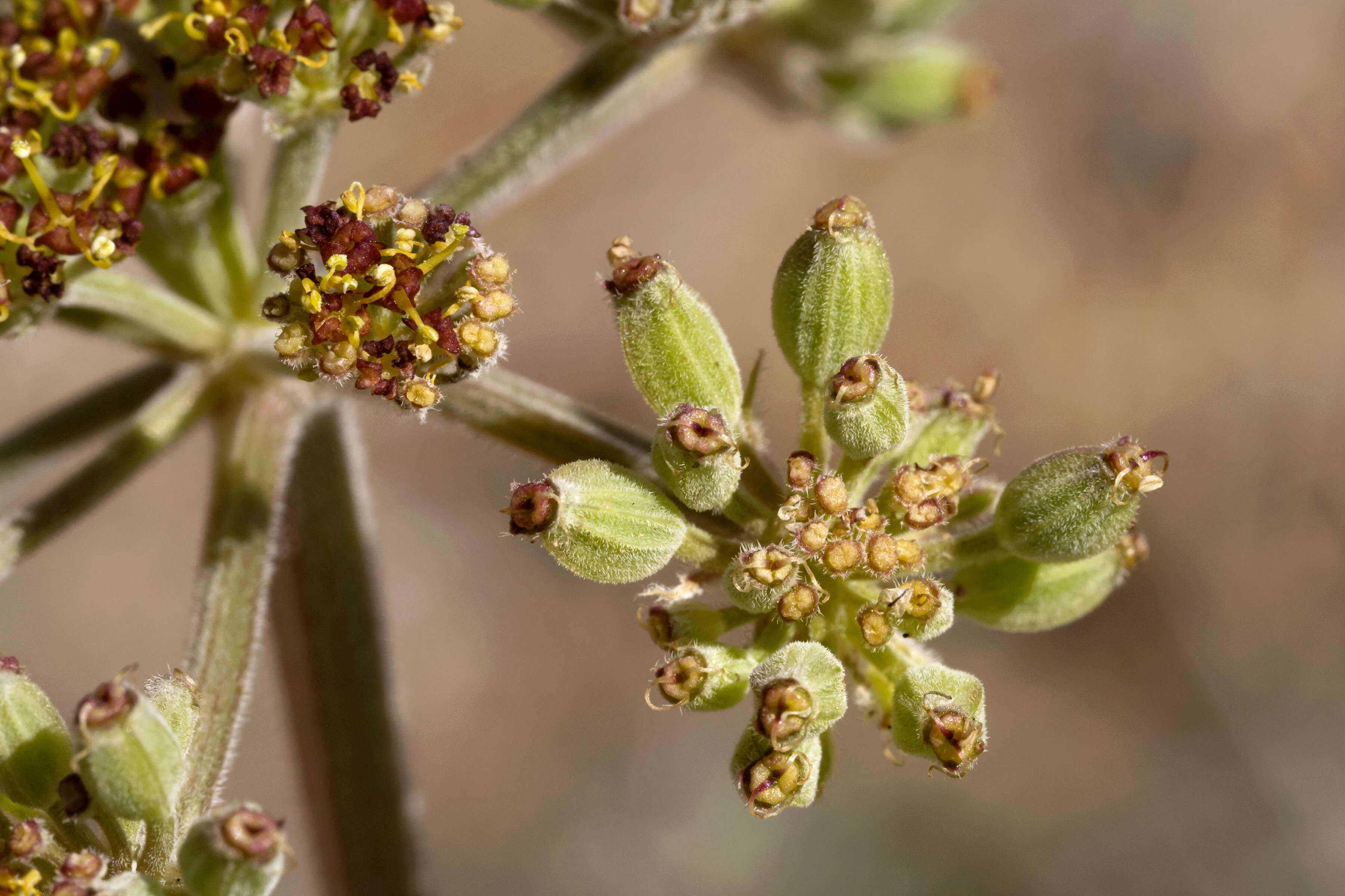 Image of desert biscuitroot