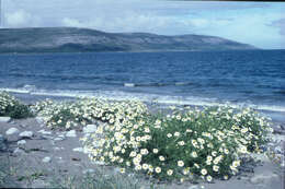 Image of false mayweed