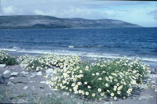 Image of false mayweed