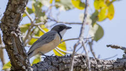 Image of Rufous Whistler