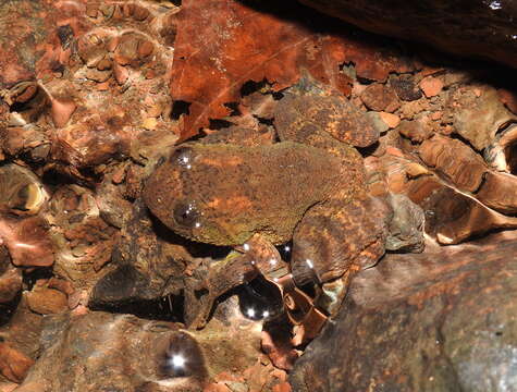 Image of Castle Rock Wrinkled Frog