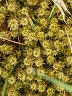 Image of square goose neck moss