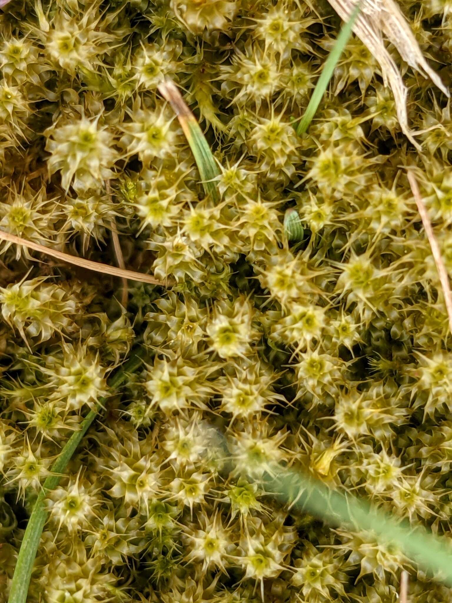 Image of square goose neck moss